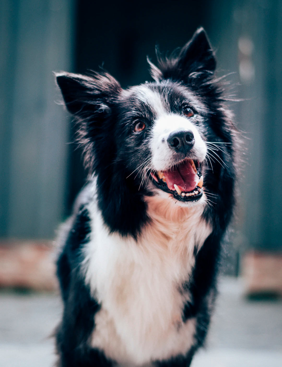 Fall Into Comfort Windblock Solutions for Pet Owners