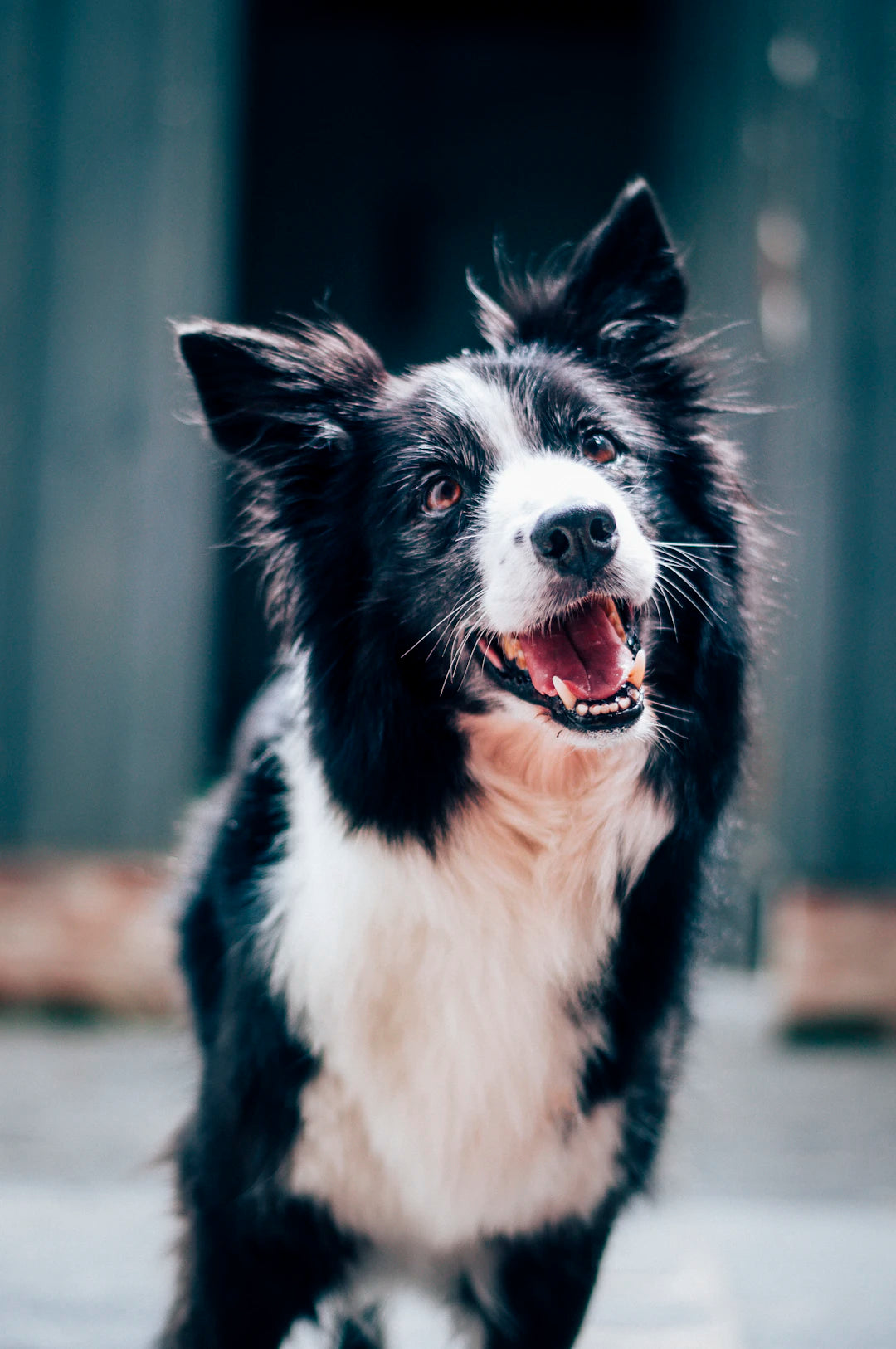 Fall Into Comfort Windblock Solutions for Pet Owners