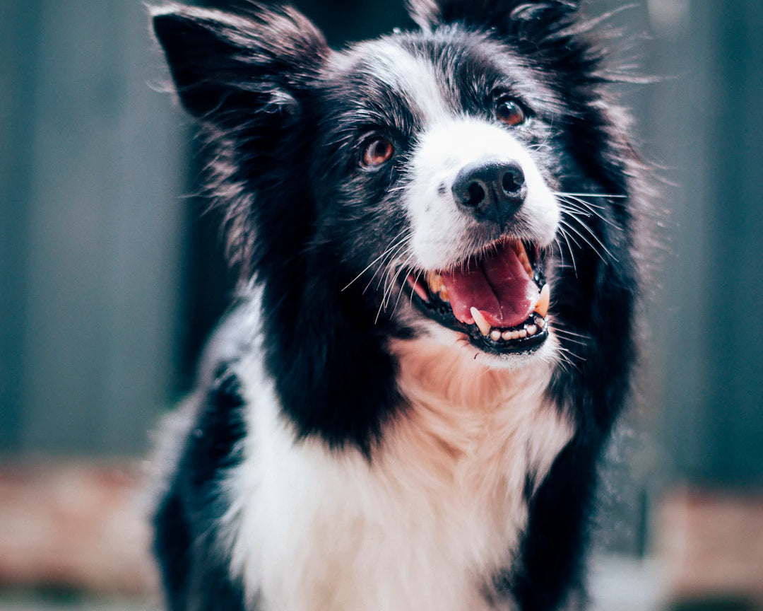 Fall Into Comfort Windblock Solutions for Pet Owners