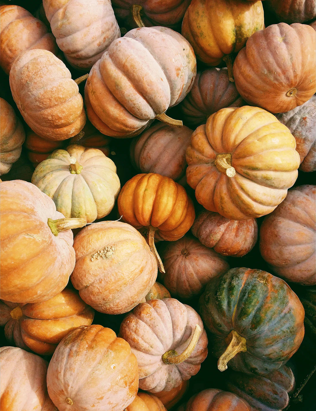 Top Windblock Essentials for Fall Family Adventures