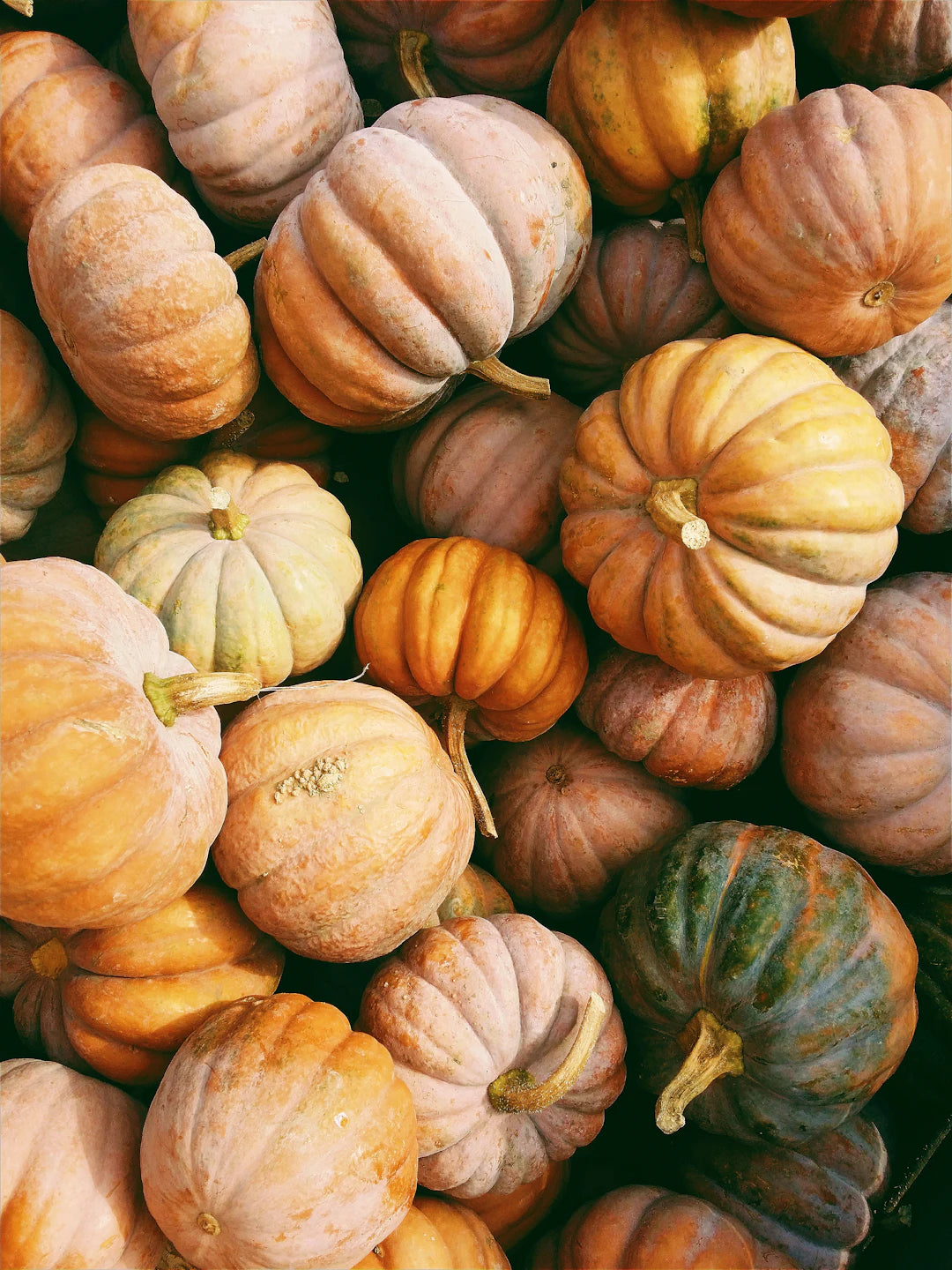Top Windblock Essentials for Fall Family Adventures