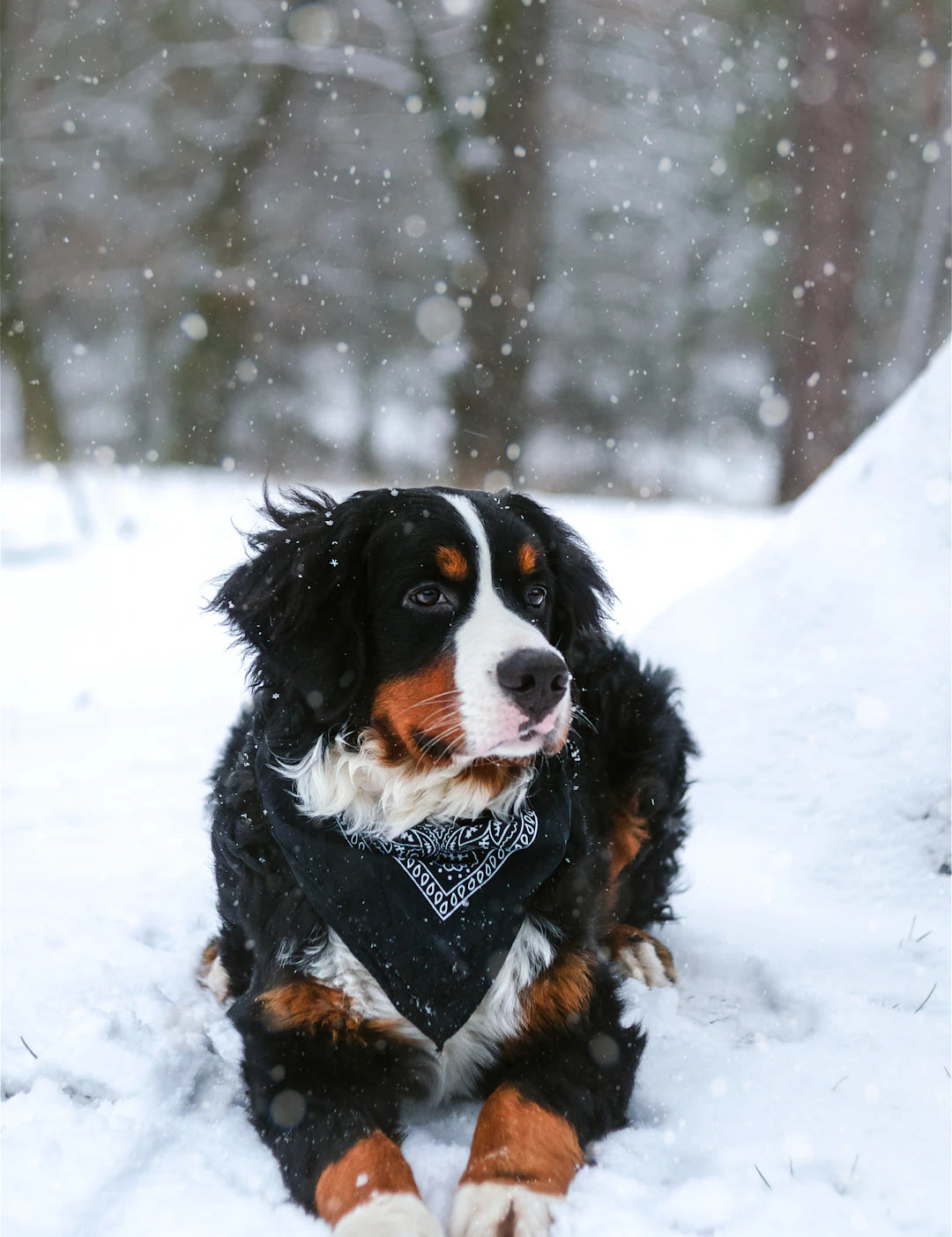 Windblock for Pet Owners Keeping Your Fur Friends Warm
