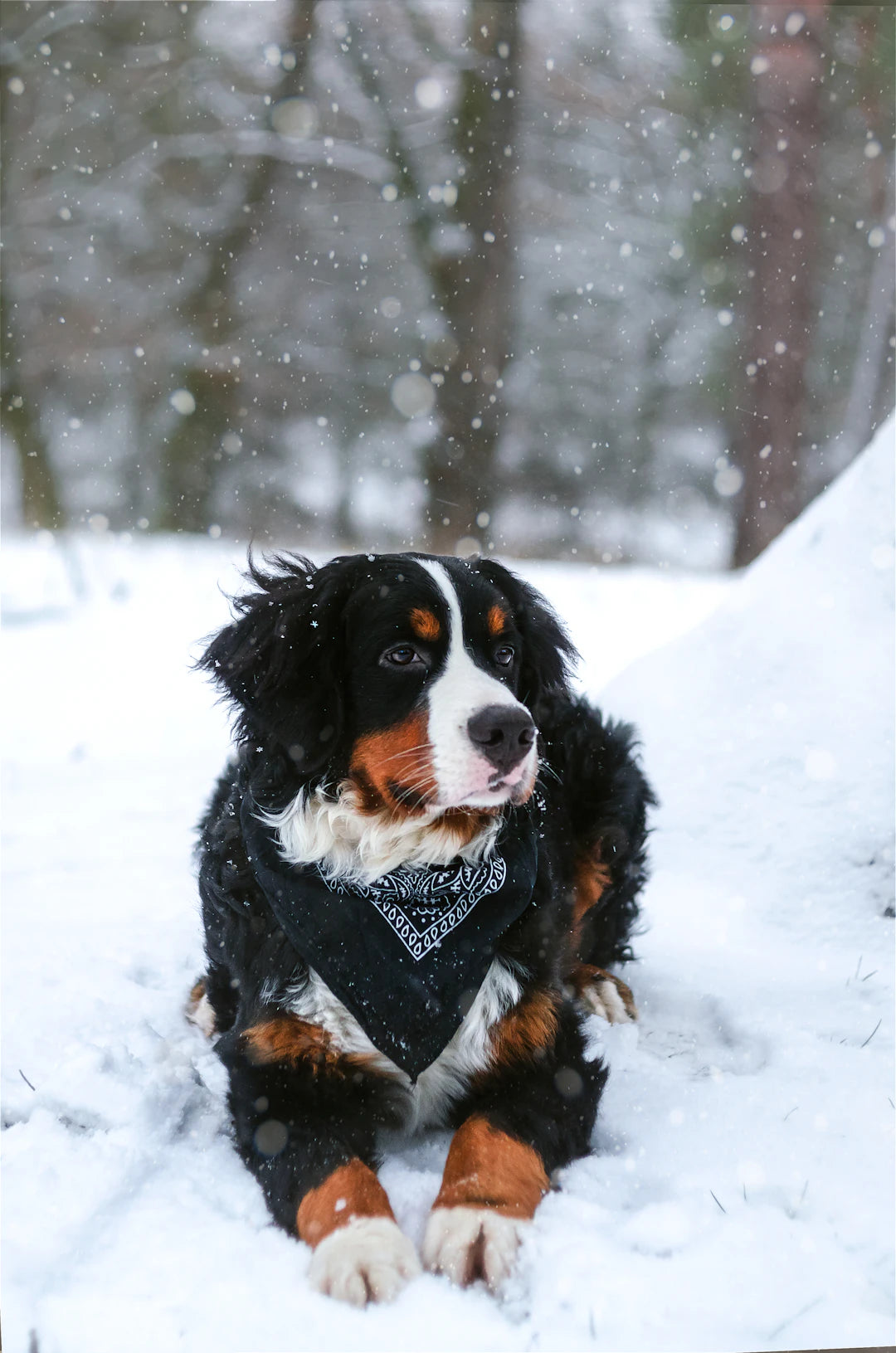 Windblock for Pet Owners Keeping Your Fur Friends Warm